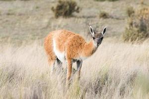 guanaco portret in Argentinië Patagonië foto