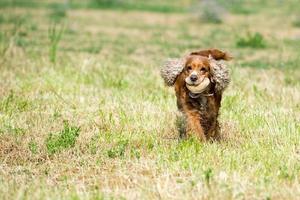 gelukkig puppy hond rennen naar u Aan rivier- water achtergrond foto