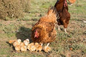 broeden kip en kuikens in een boerderij foto