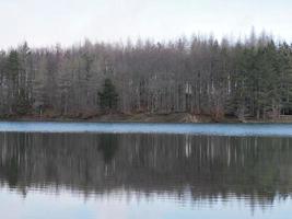 beuken Woud met een heel oud boom in calamone ventasso meer Italië foto