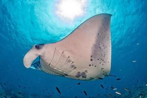 manta in de blauw oceaan achtergrond portret foto