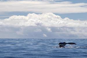 gebochelde walvis aan het kijken staart in moorea Frans Polynesië foto