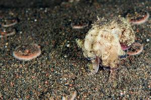 kokosnoot Octopus onderwater- portret schuilplaats in zand foto