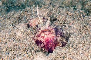 kokosnoot Octopus onderwater- portret schuilplaats in zand foto
