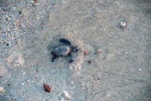 pasgeboren baby groen golfina schildpad naderen zee foto