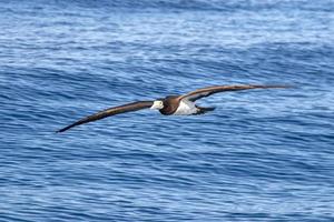 bruin domoor jan-van-gent in Frans Polynesië grote Oceaan oceaan foto