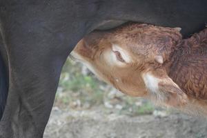 baby pasgeboren kalf kalfsvlees borstvoeding geeft detail foto