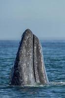 grijs walvis Bij walvis aan het kijken in laguna san ignacio baja Californië, Mexico foto