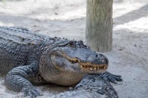 Florida alligator in Everglades dichtbij omhoog portret foto