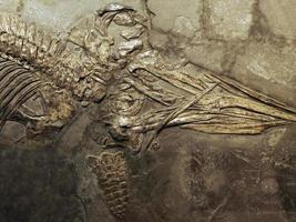plesiosauriërs dinosaurus Versteend vis in steen foto