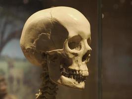neanderthaler prehistorisch menselijk schedel stijl evolutie Scherm foto