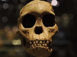 neanderthaler prehistorisch schedel stijl evolutie Scherm foto