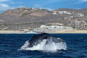 gebochelde walvis staart meppen in voorkant van walvis aan het kijken boot in cabo san lucas Mexico foto