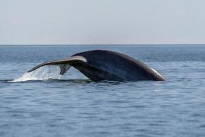 blauw walvis in Loreto baja Californië Mexico bedreigd grootste dier in de wereld foto