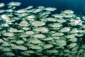 binnen sardine aas bal vis in Cortez zee duiken cabo pulmo foto