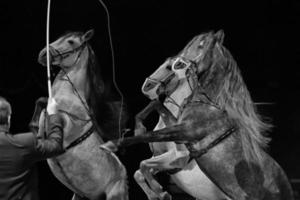 ongebreideld circus wit paarden foto
