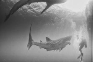 walvis haai dichtbij stuiten op met duiker onderwater- in Papoea foto