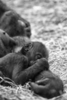baby gorilla slapen Aan moeder foto