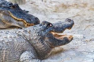 Florida alligator in Everglades dichtbij omhoog portret foto