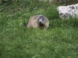 marmot groundhog buiten nest portret foto