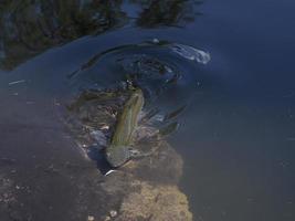 forel in een meer onderwater- foto