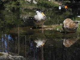 vrouw wild eend portret in de meer foto