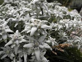 edelweiss alpine ster bloem in dolomieten foto