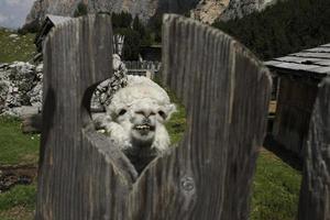 alpaca aanbiddelijk pluizig portret op zoek Bij u foto