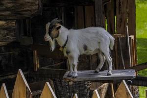 geit dichtbij omhoog portret op zoek Bij u foto