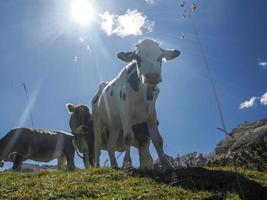 koe portret dichtbij omhoog op zoek Bij u in dolomieten foto