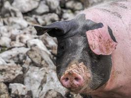 roze en zwart varken dichtbij omhoog foto