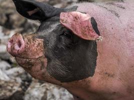 roze en zwart varken dichtbij omhoog foto