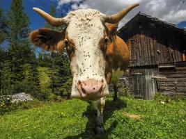 koe portret dichtbij omhoog op zoek Bij u in dolomieten gedekt door vliegt foto