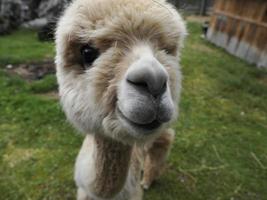 alpaca aanbiddelijk pluizig portret op zoek Bij u foto