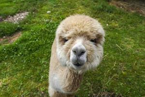 alpaca aanbiddelijk pluizig portret op zoek Bij u foto