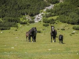 paarden Aan gras in dolomieten bergen achtergrond foto