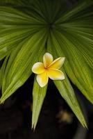 frangipani bloem en frangipani blad foto