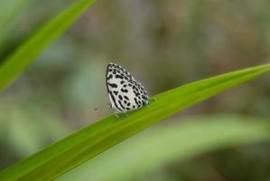 wit vlinder zittend in profiel Aan een groen blad foto