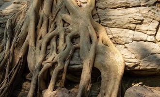 boom wortels toenemen Aan groot rotsen met natuurlijk patronen. is een wonder achtergrond en backdrop ontwerp Sjablonen foto