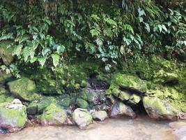 natuur achtergrond foto van waterval rivier- mos en bladeren