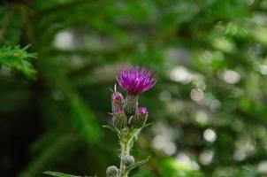 bloeiend melk distel in zomer, achtergrond foto