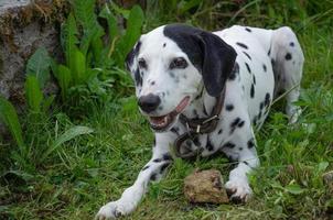dalmatiër hond spelen met steen, speels groot hond foto