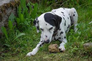 dalmatiër hond spelen met steen, speels groot hond foto