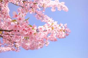 mooi kers bloesem sakura bloeiend tegen blauw lucht vol bloeien voorjaar seizoen in Japan foto
