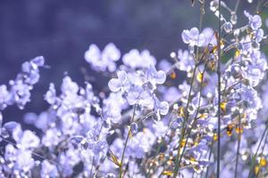 wazig, paarse bloem bloesem op veld. mooie groei en bloemen op weide die 's ochtends bloeien, selectieve focus natuur op bokeh achtergrond, vintage stijl foto