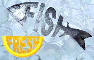vers vis, dorado vis, creatief tekst vis Aan een achtergrond van ijs kubussen. foto