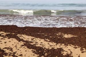 algen Aan de rotsen Aan de kusten van de middellandse Zee zee in noordelijk Israël. foto