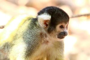 een klein aap leeft in een dierentuin in Israël. foto