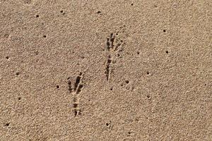 voetafdrukken in het zand bij de zee foto