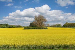 koolzaad veld- --brassica napus - in Rijnland ,duitsland foto